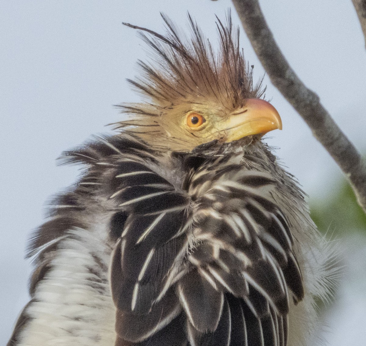 Guira Cuckoo - ML474396571