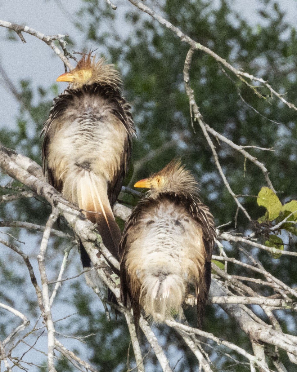 Guira Cuckoo - mark cavallo