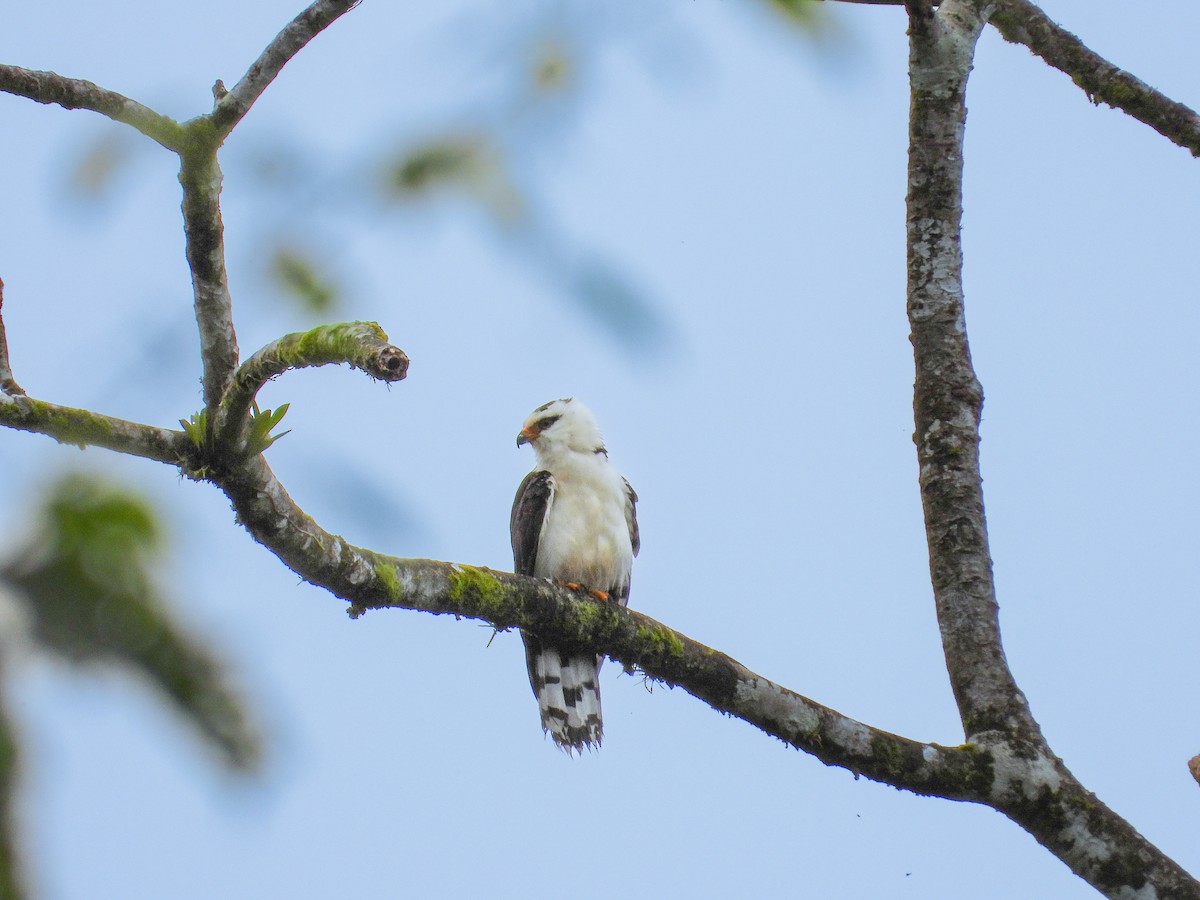 Gray-headed Kite - Paul Bills