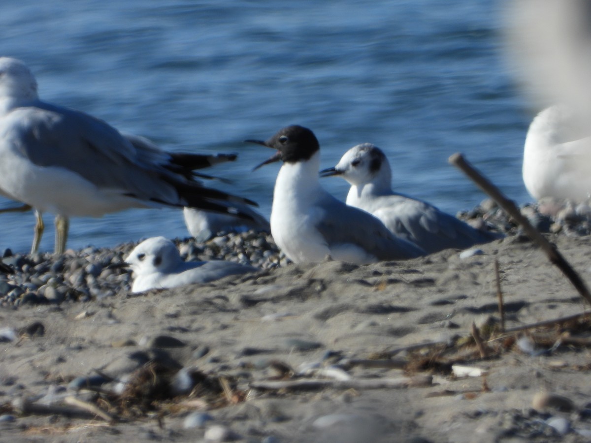 Mouette de Bonaparte - ML474402031