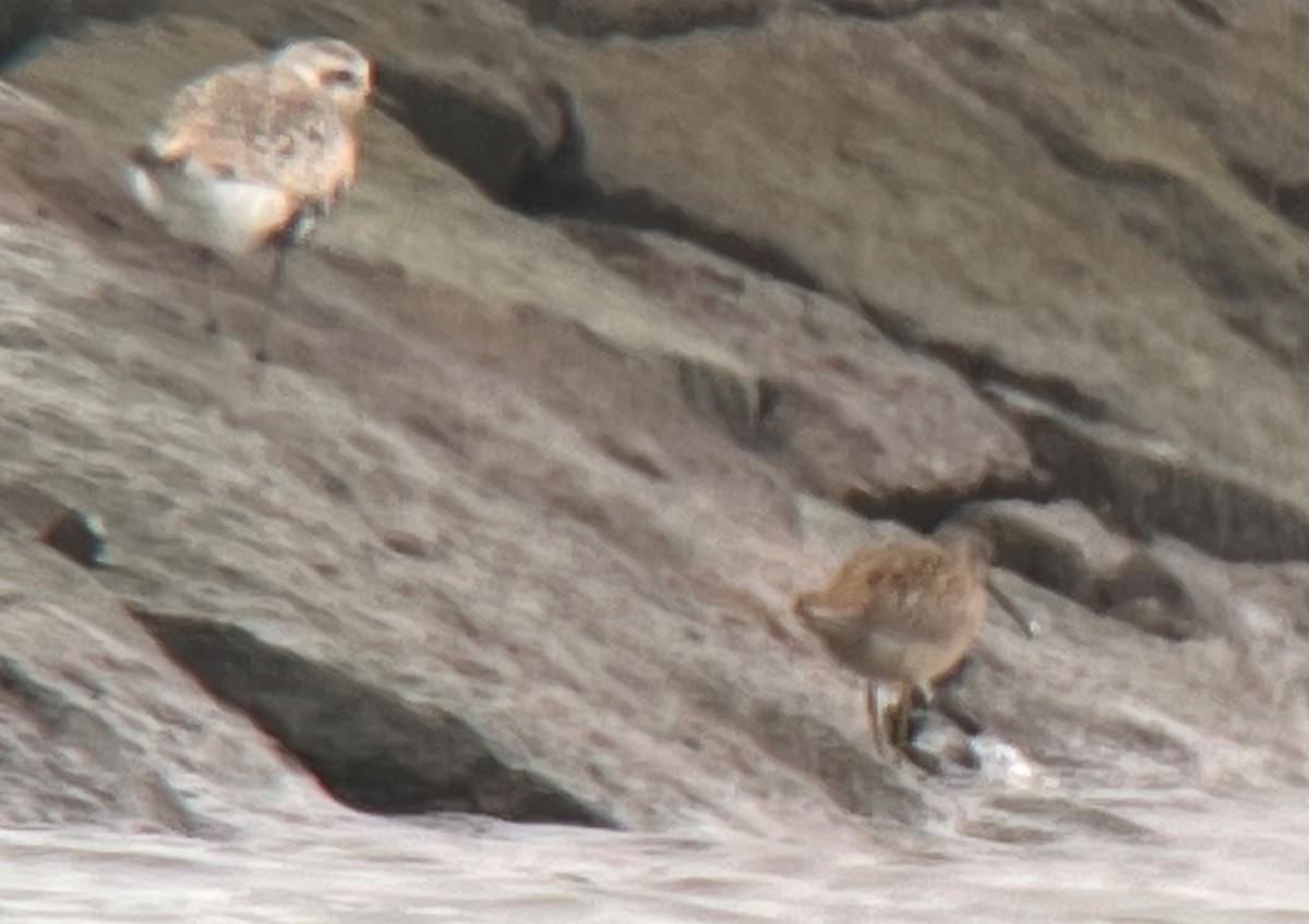 Short-billed Dowitcher - ML474402371