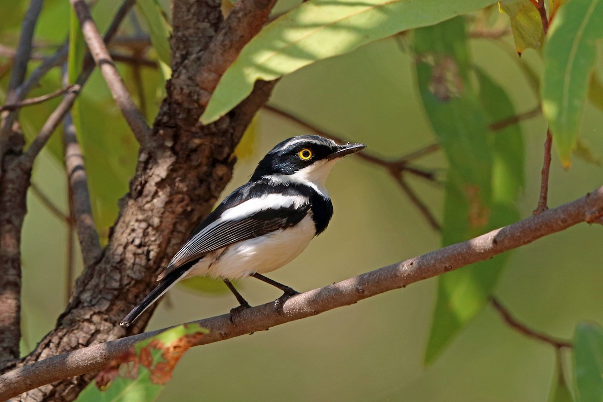 Chinspot Batis - Nigel Voaden