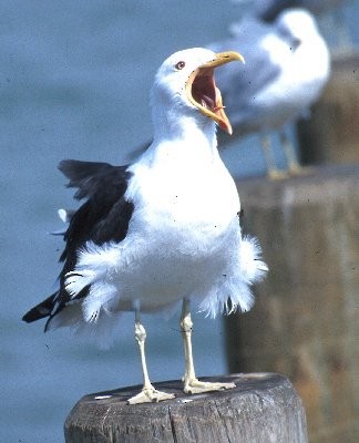 Kelp Gull - George Jett