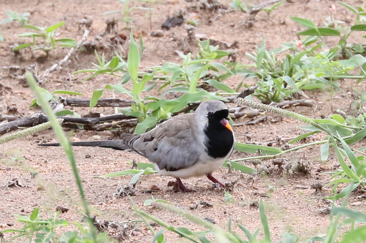 Namaqua Dove - Trina Anderson