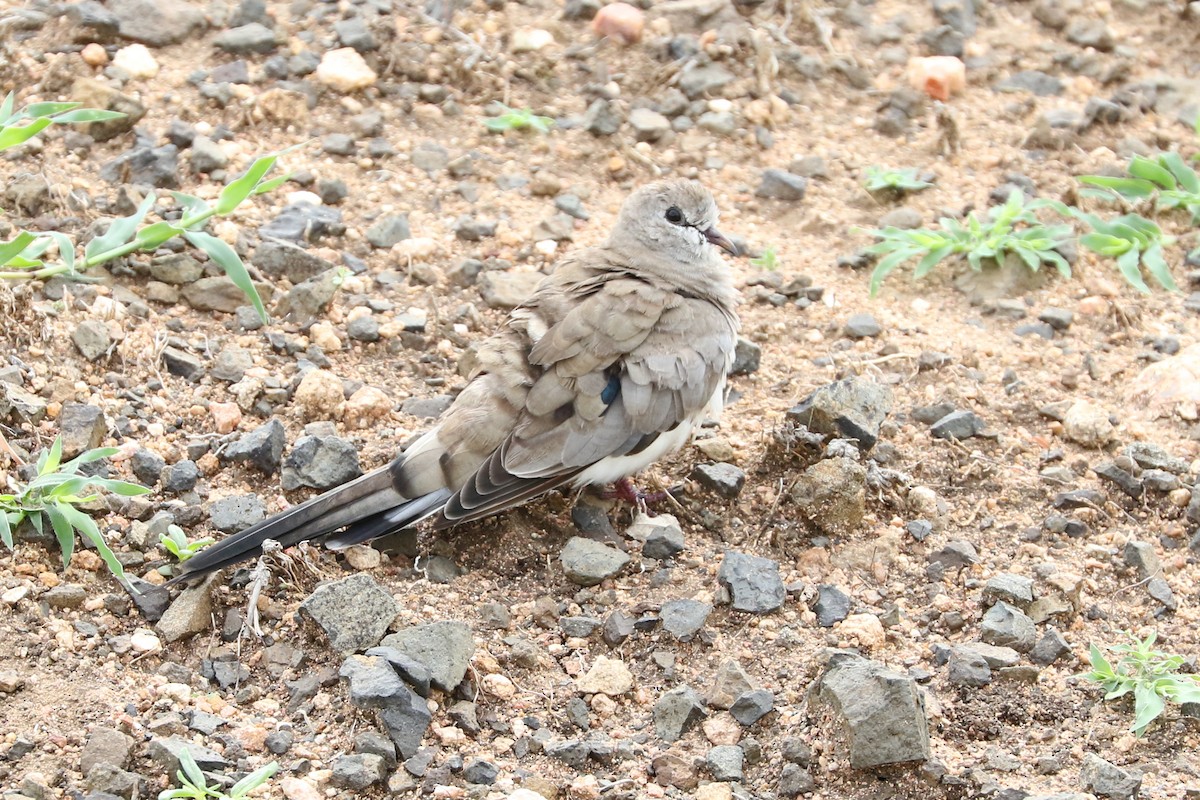 Namaqua Dove - ML47440521