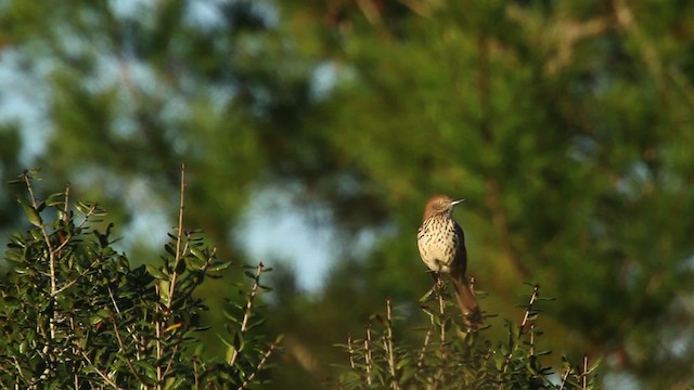 Brown Thrasher - ML474406