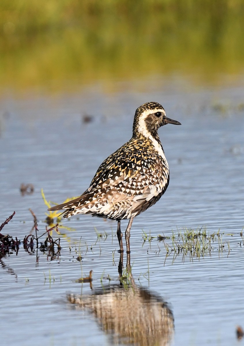 Pacific Golden-Plover - ML474406091