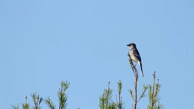 Blue Jay - ML474407