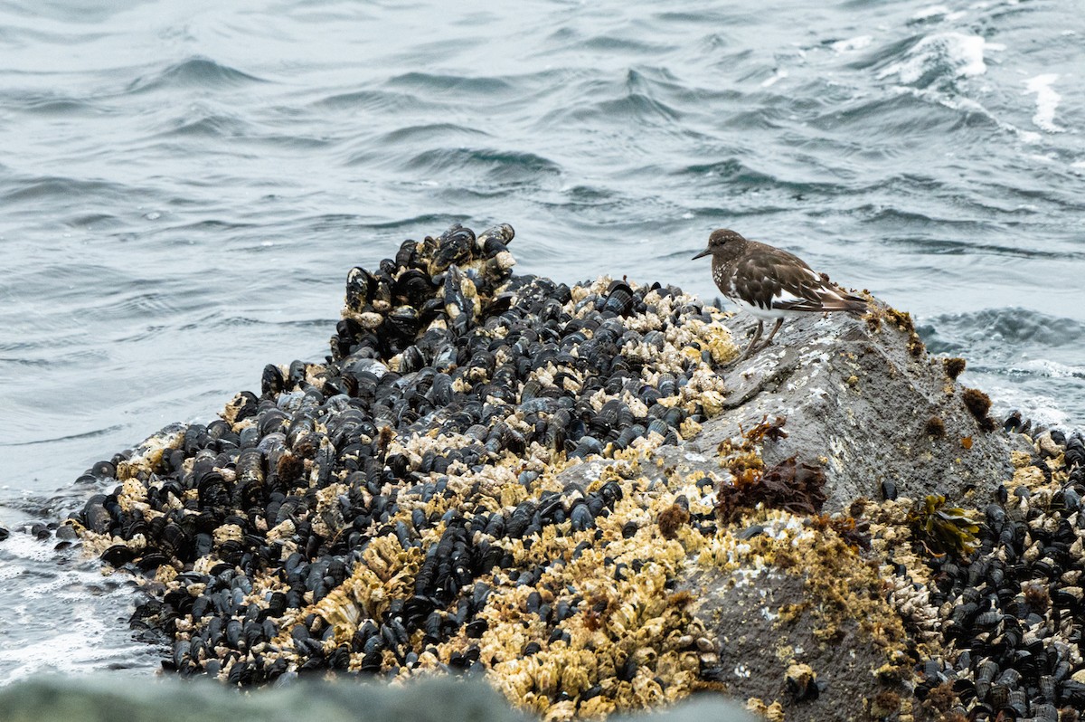 Black Turnstone - ML474407291