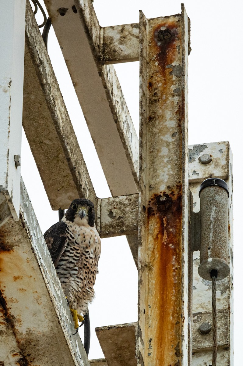 Peregrine Falcon - ML474407351