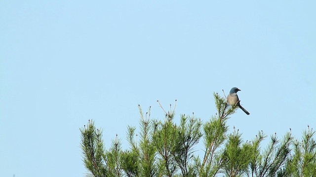Florida Scrub-Jay - ML474408