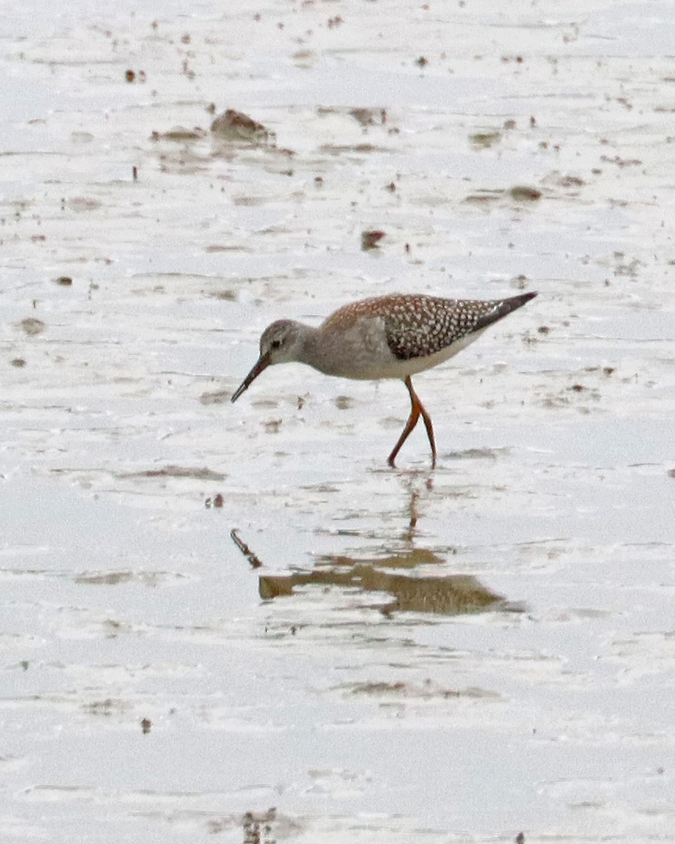 Lesser Yellowlegs - ML474408431