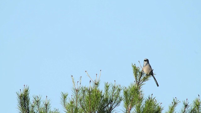 Florida Scrub-Jay - ML474409