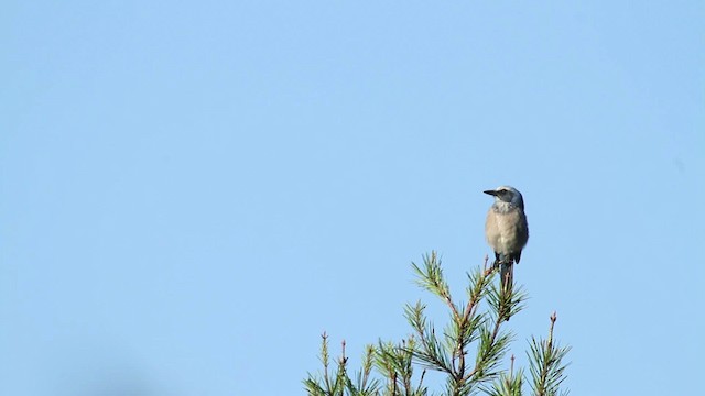 Florida Scrub-Jay - ML474410