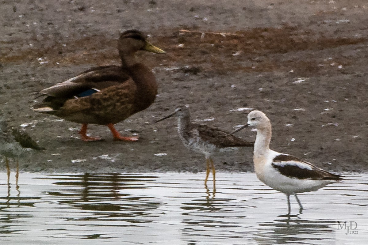 American Avocet - ML474410621