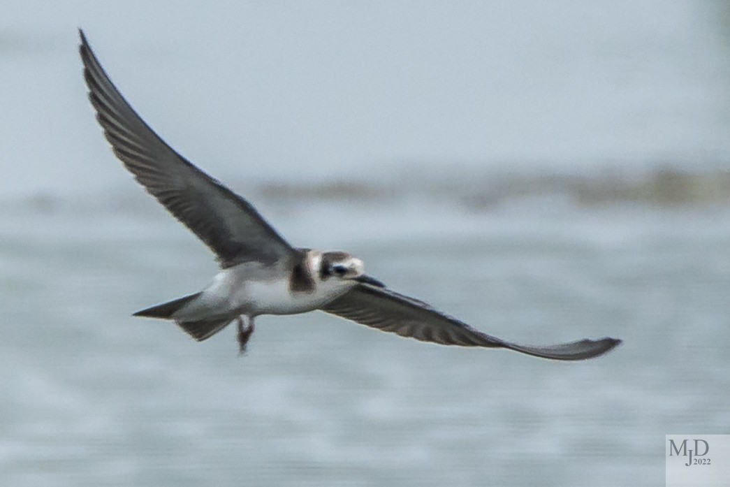 Black Tern - ML474410731