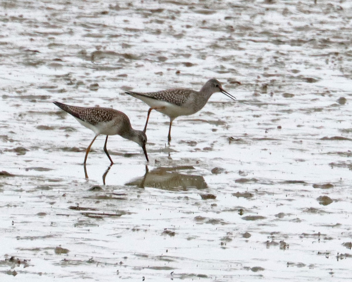 Lesser Yellowlegs - ML474410911