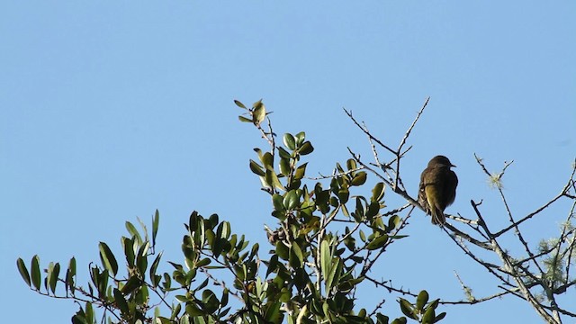 Palm Warbler - ML474411