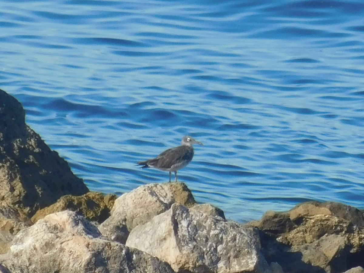 White-eyed Gull - ML474411171