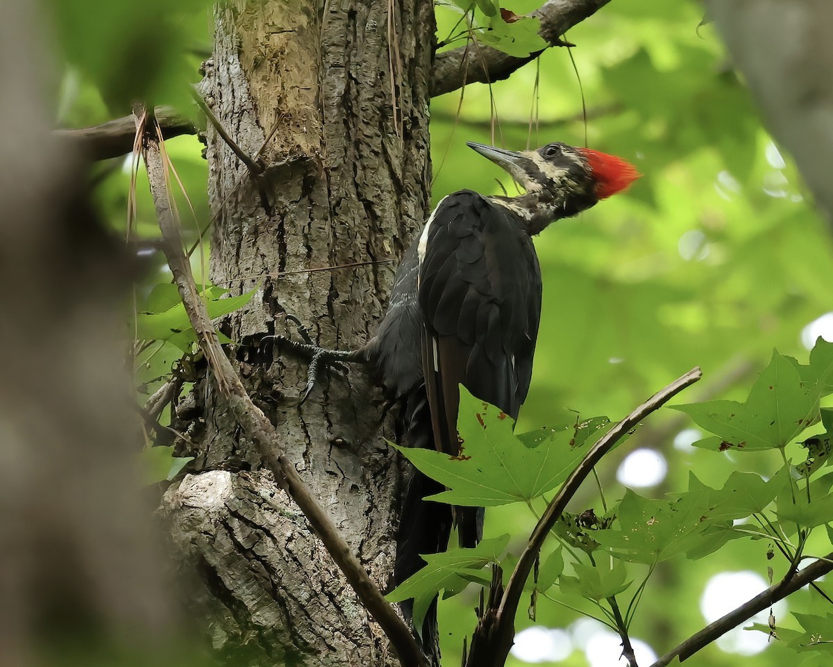 Pileated Woodpecker - ML474411731