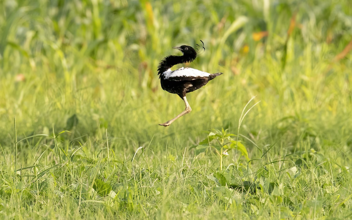 Lesser Florican - Parmil Kumar