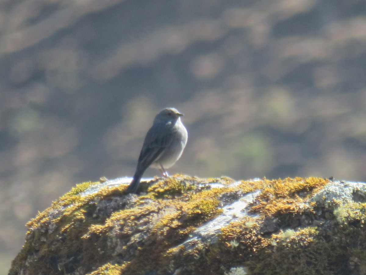 Plumbeous Sierra Finch - ML474412141