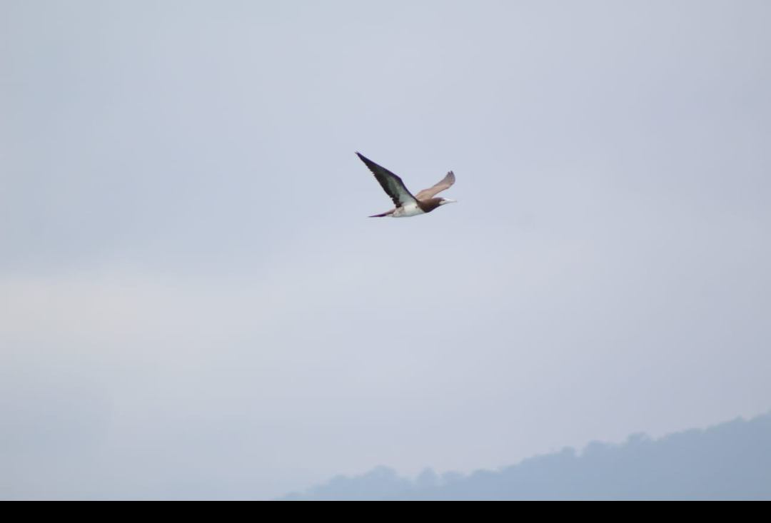 Brown Booby - ML474412701