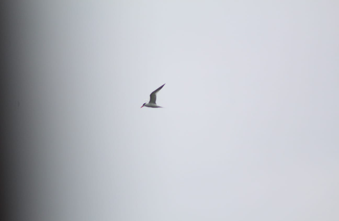 South American Tern - ML474412741