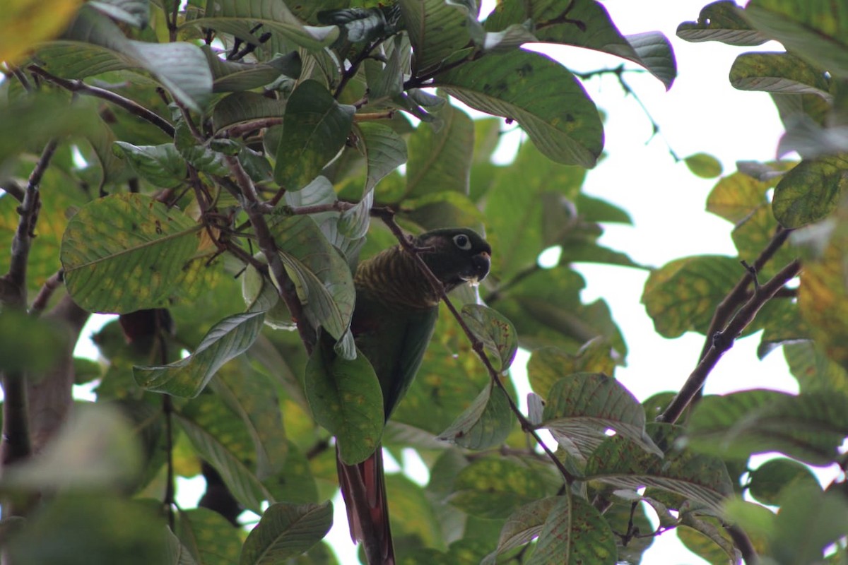 Maroon-bellied Parakeet - ML474412831