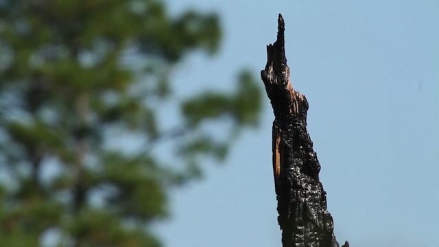Red-headed Woodpecker - ML474413