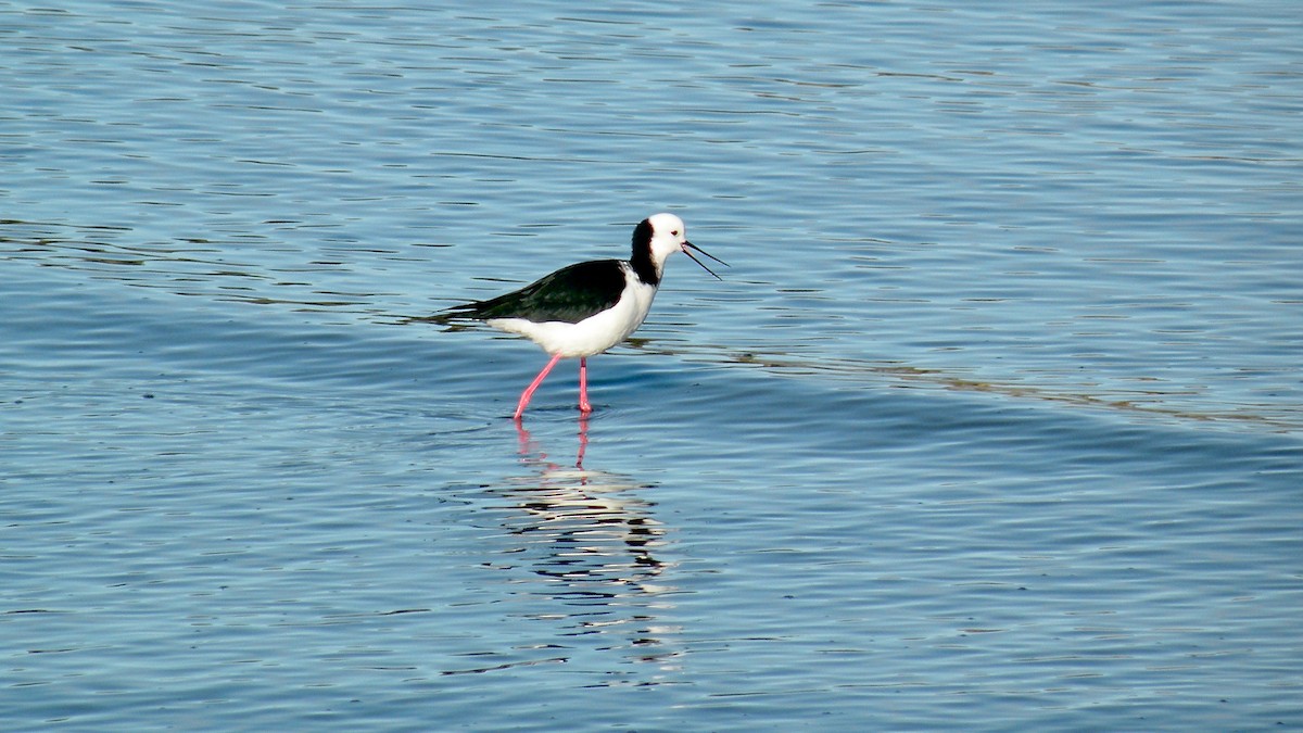 Pied Stilt - ML474414171