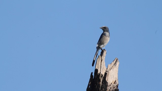 Florida Scrub-Jay - ML474415