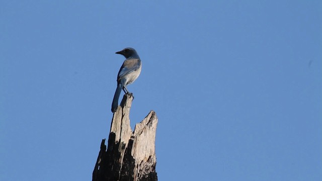 Florida Scrub-Jay - ML474416