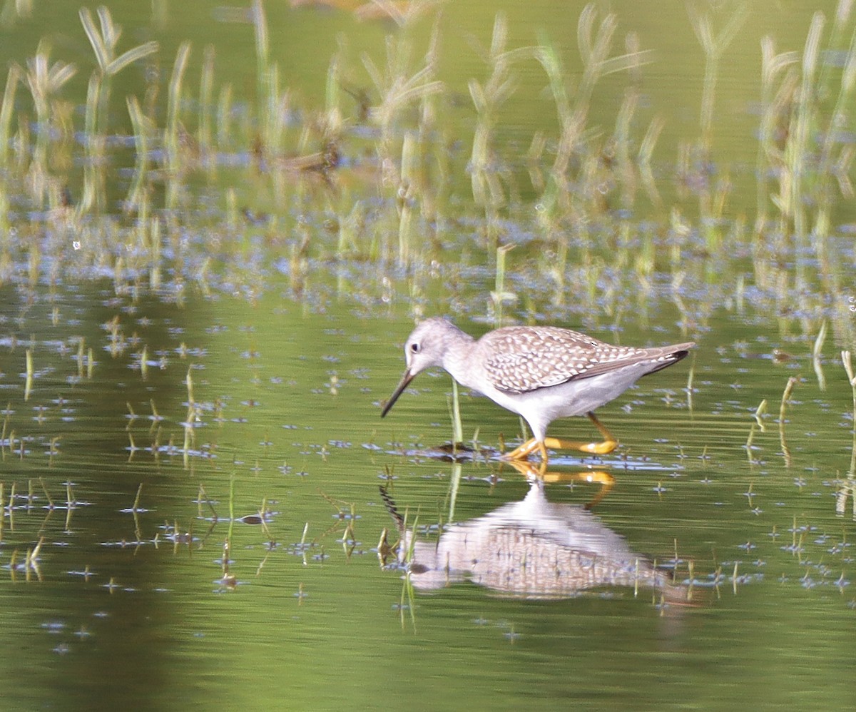 Lesser Yellowlegs - ML474416071