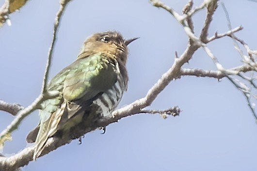 Rufous-throated Bronze-Cuckoo - Bradley Hacker 🦜