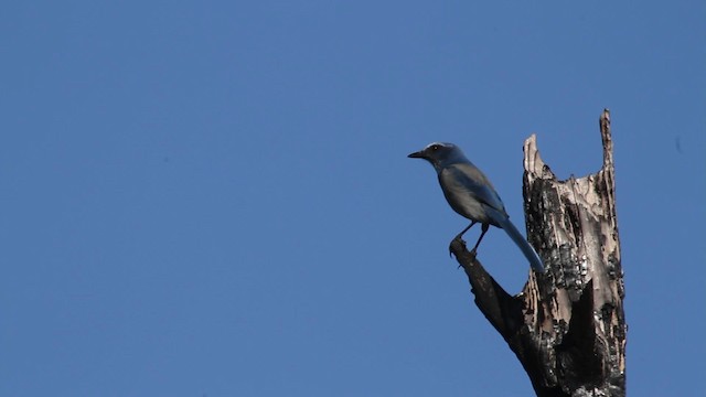 Florida Scrub-Jay - ML474418