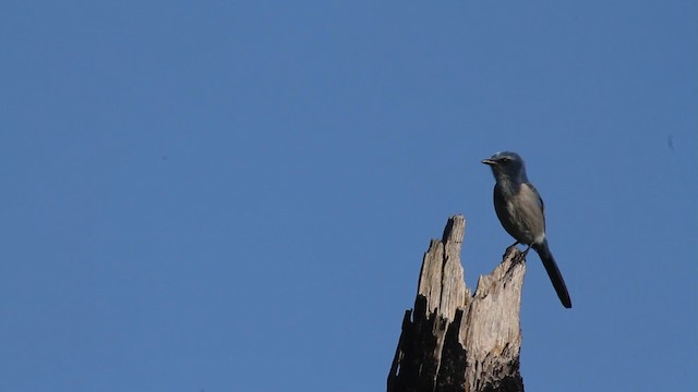 Florida Scrub-Jay - ML474419