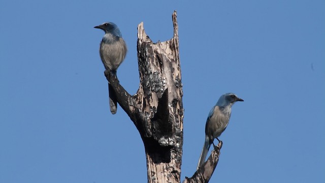 Florida Scrub-Jay - ML474420