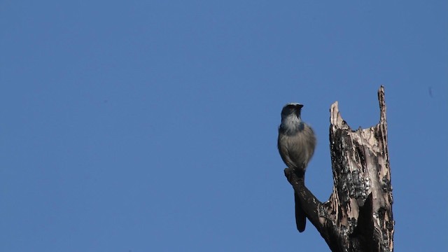 Florida Scrub-Jay - ML474421