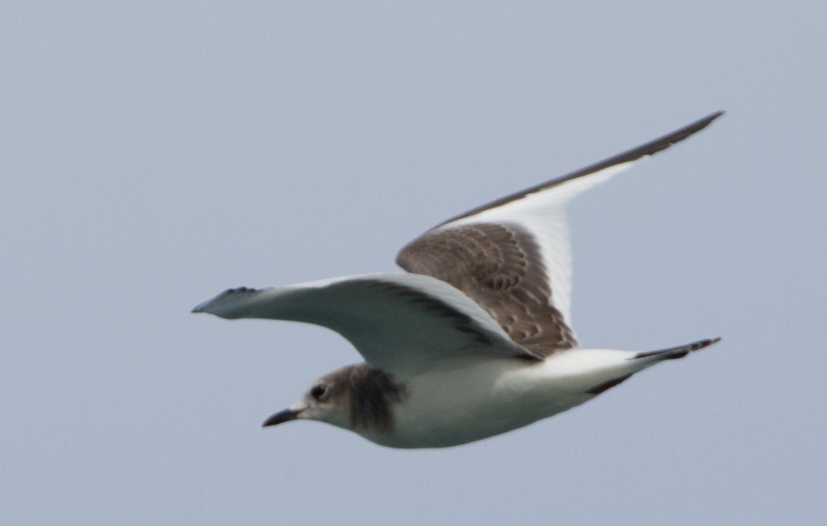 Sabine's Gull - ML47442151