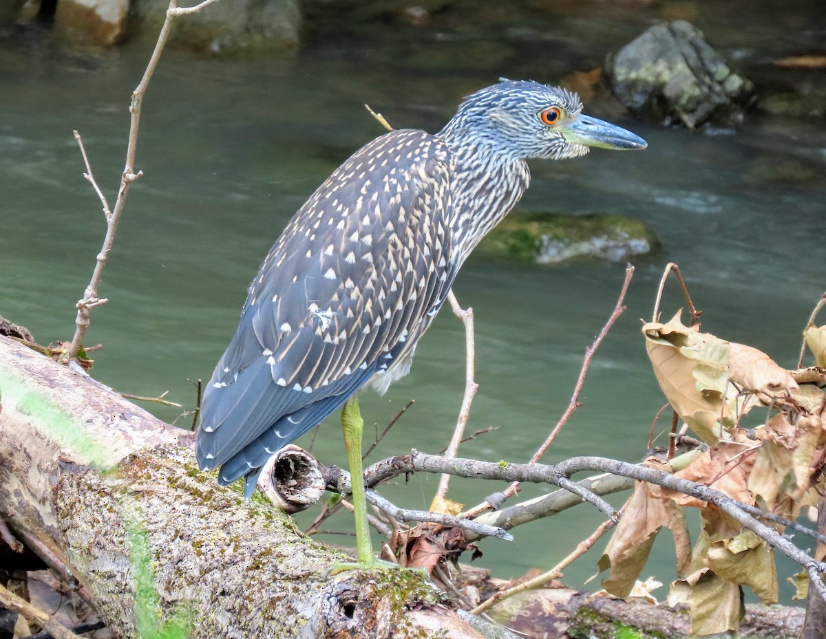 Yellow-crowned Night Heron - ML474421591