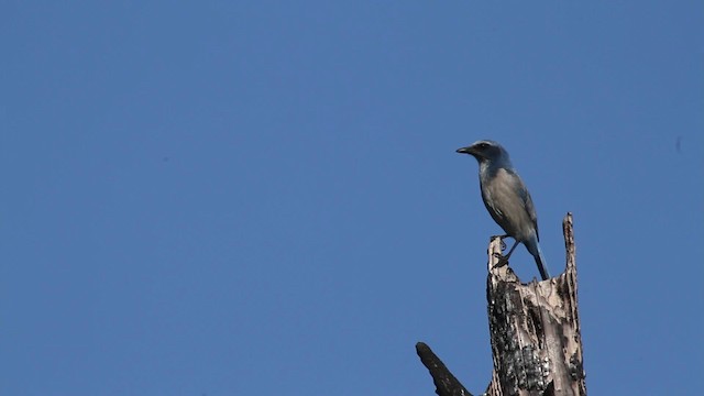 Florida Scrub-Jay - ML474422