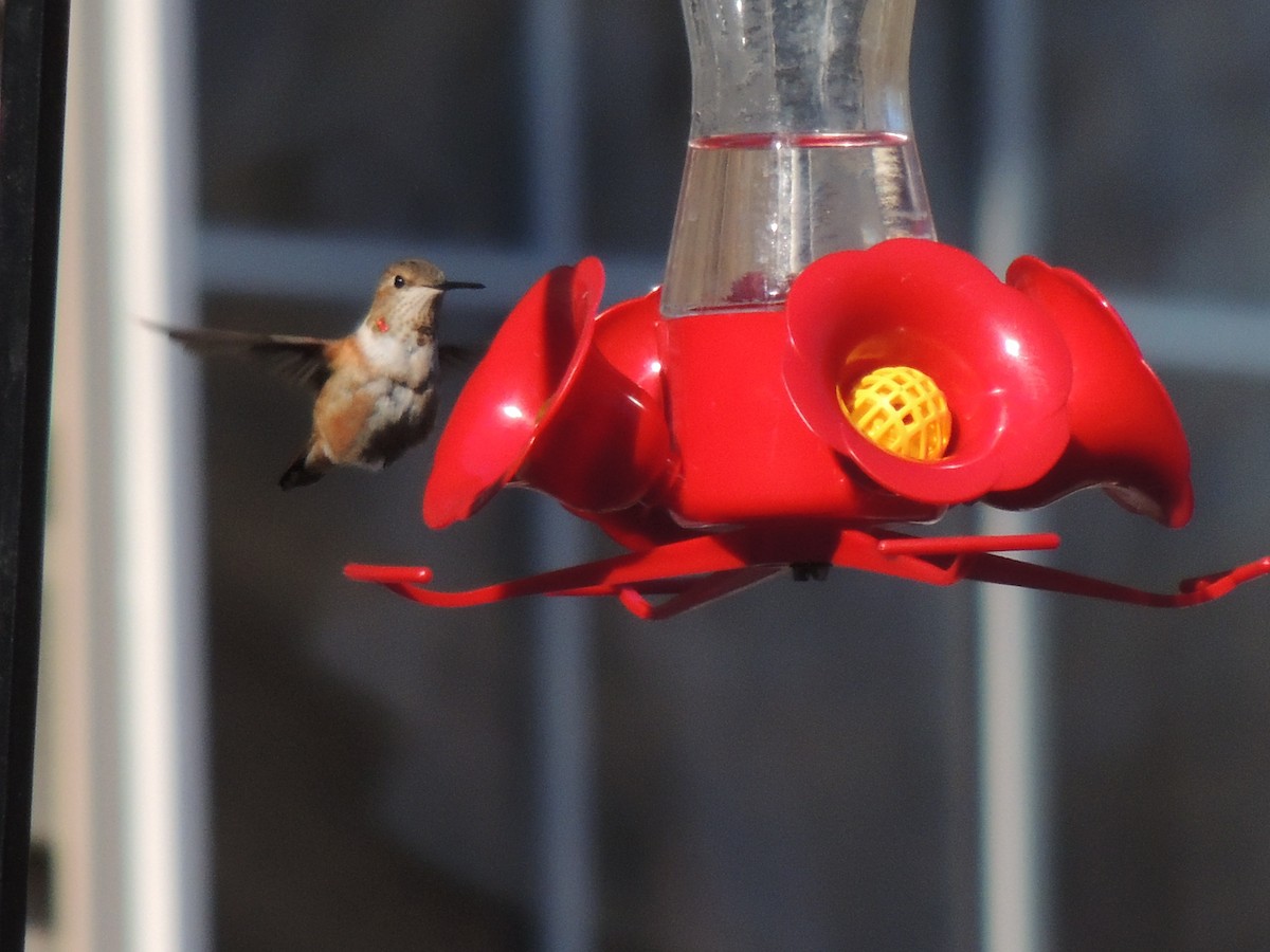 Rufous Hummingbird - ML47442221