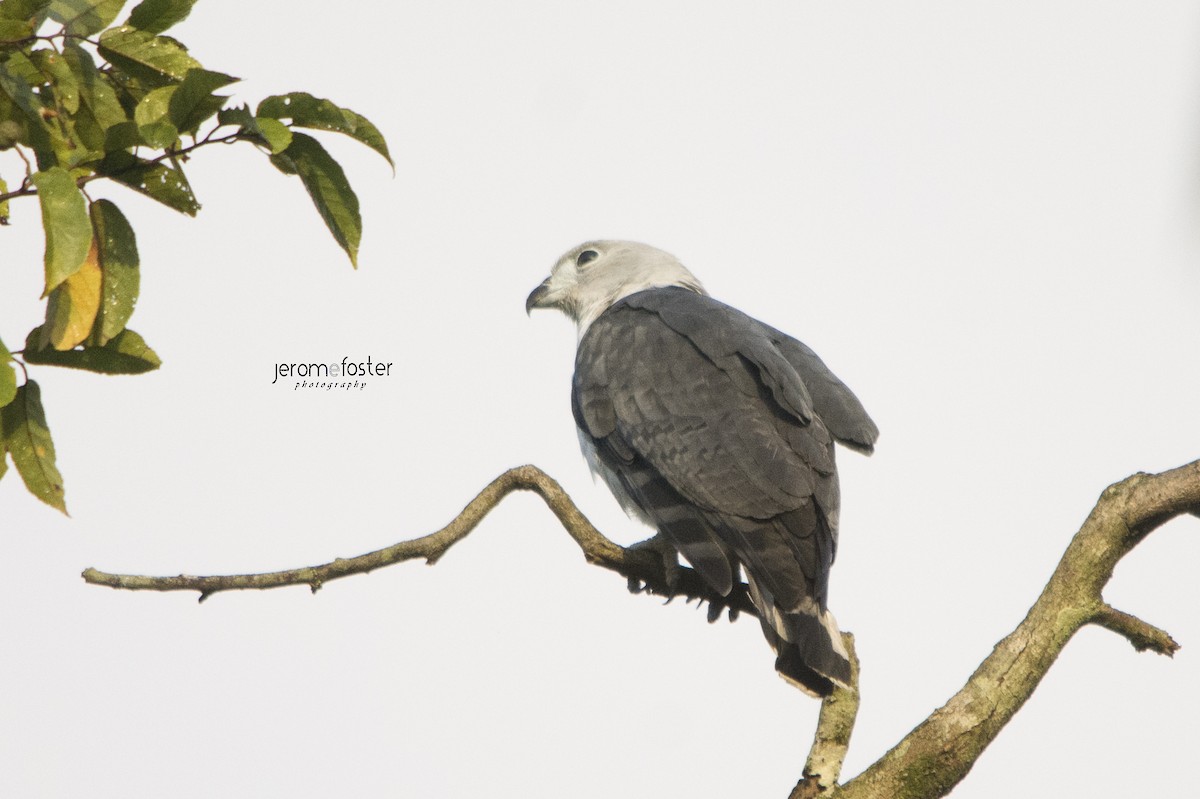 Gray-headed Kite - ML47442331