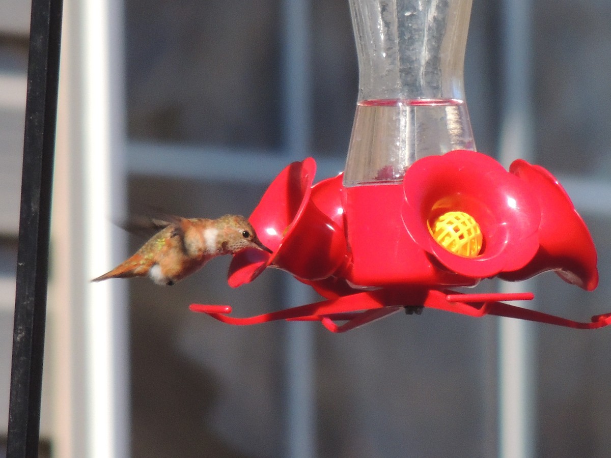 Rufous Hummingbird - ML47442351