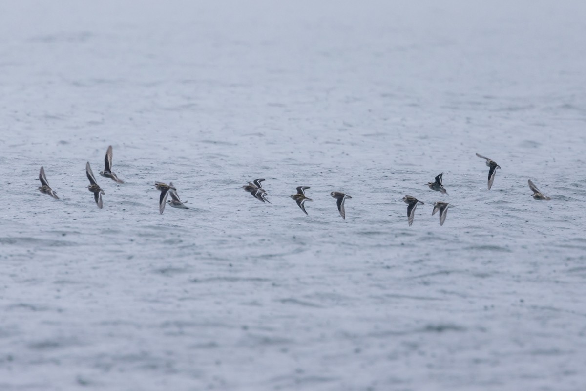 Red-necked Phalarope - Ian Burgess