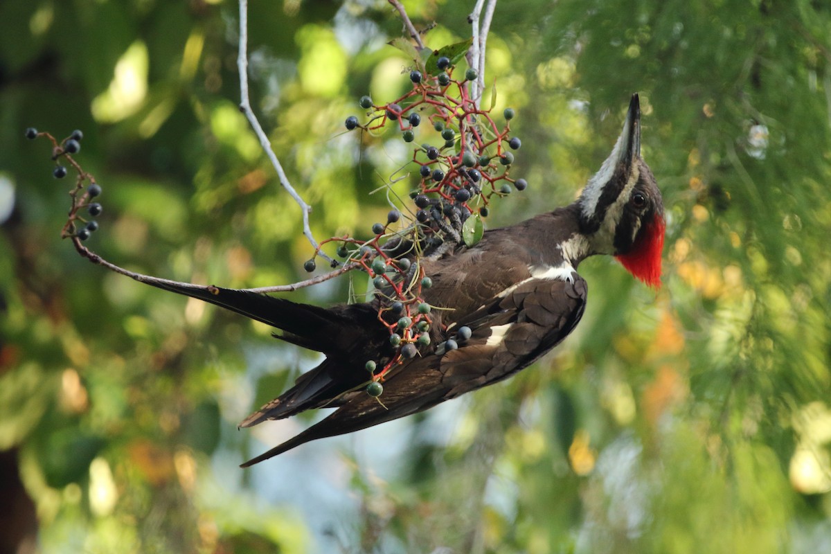 Pileated Woodpecker - ML474426141