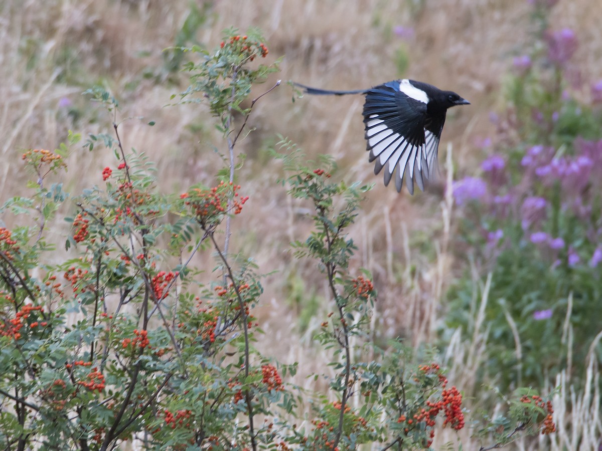 Eurasian Magpie - ML474428681