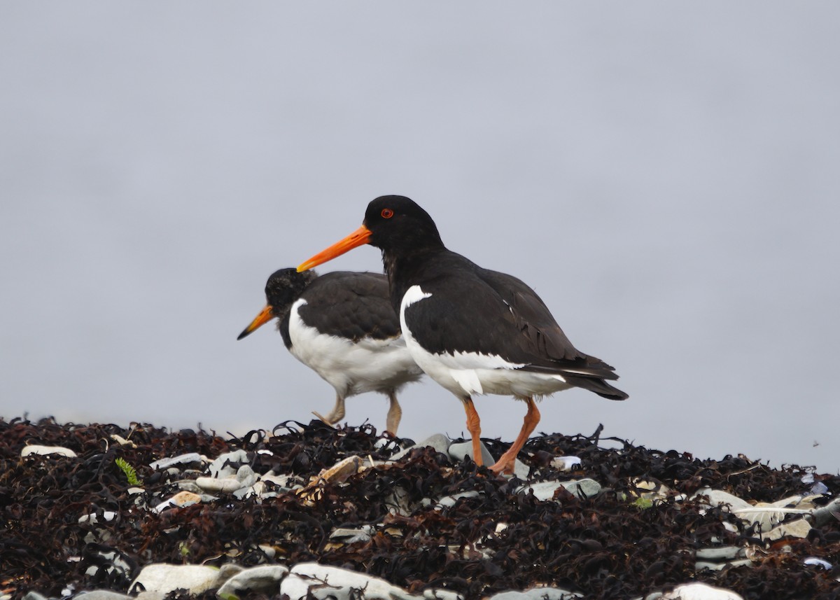 Eurasian Oystercatcher - ML474430361