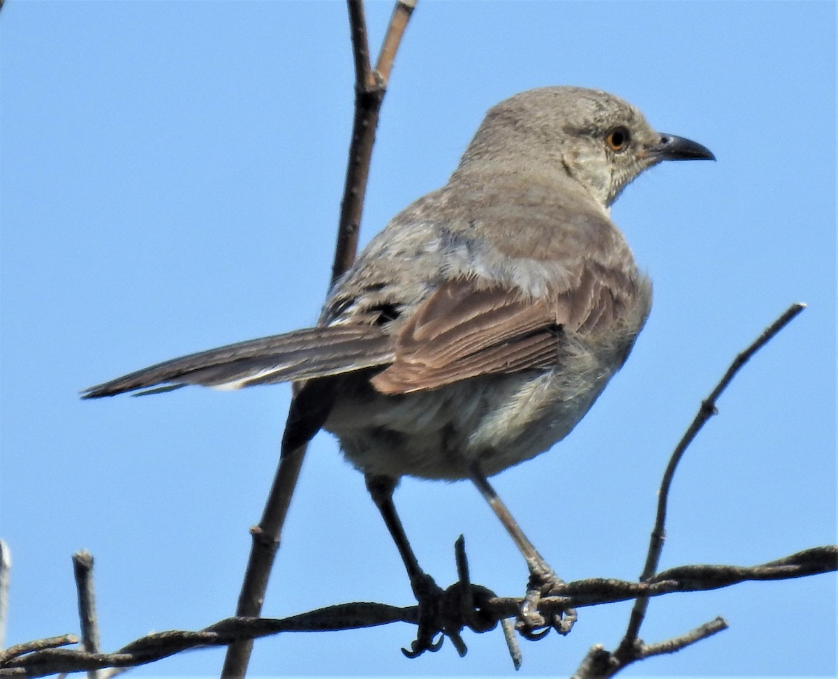 Northern Mockingbird - Lucio 'Luc' Fazio